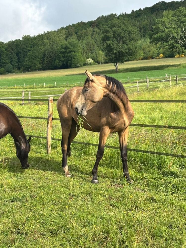 BWP dressuurpaard Merrie 2 jaar Andere te koop - Foto 3