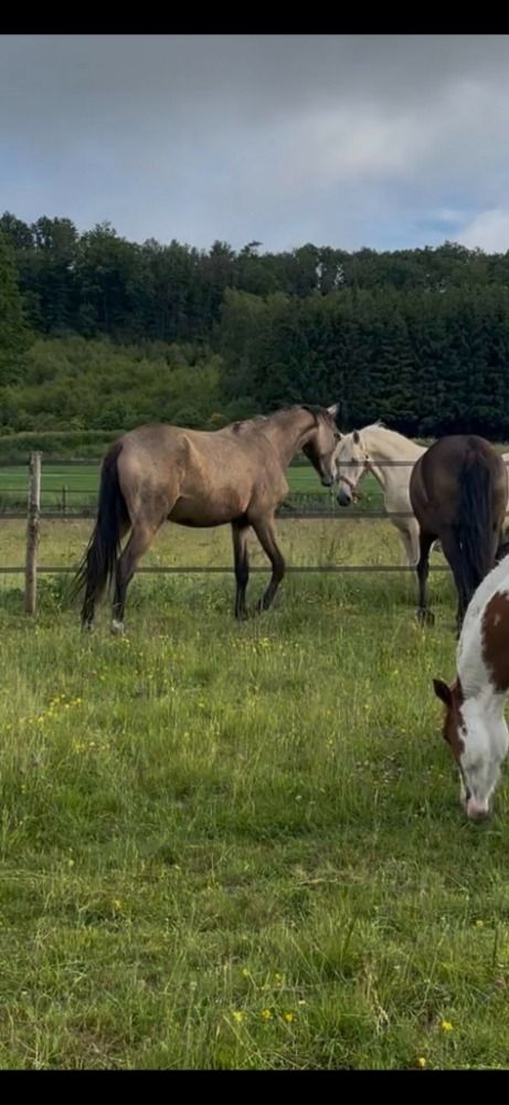 BWP dressuurpaard Merrie 2 jaar Andere te koop - Hoofdfoto