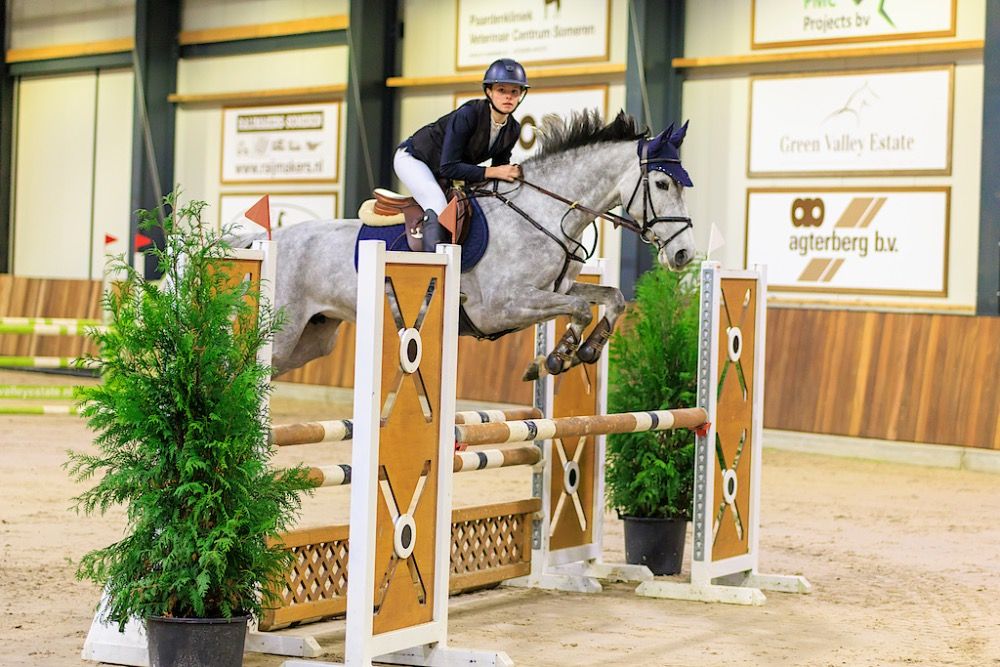 KWPN springpaard Merrie 6 jaar Schimmel te koop - Foto 2