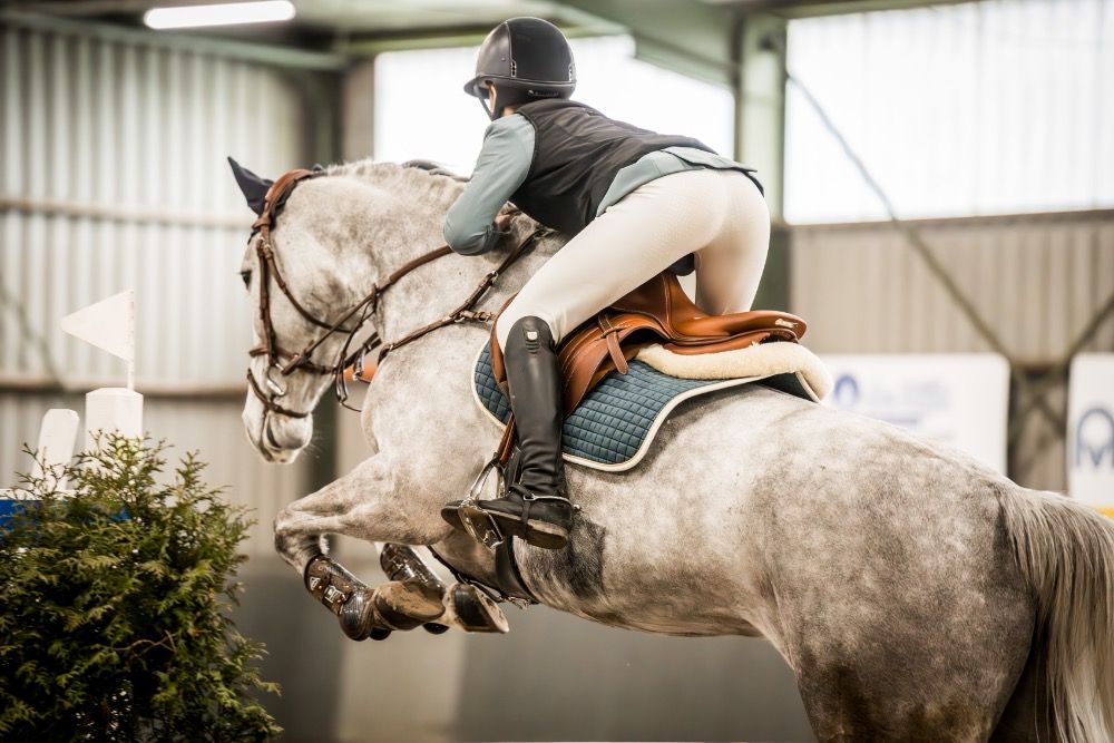 KWPN springpaard Merrie 6 jaar Schimmel te koop - Hoofdfoto