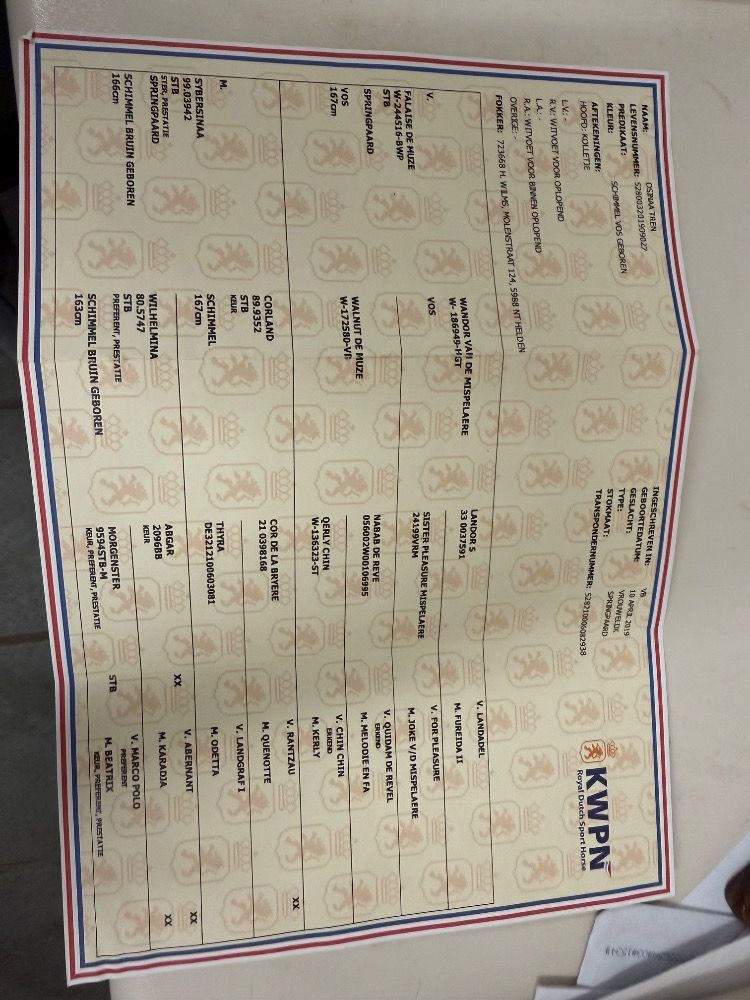 KWPN springpaard Merrie 6 jaar Schimmel te koop - Foto 3