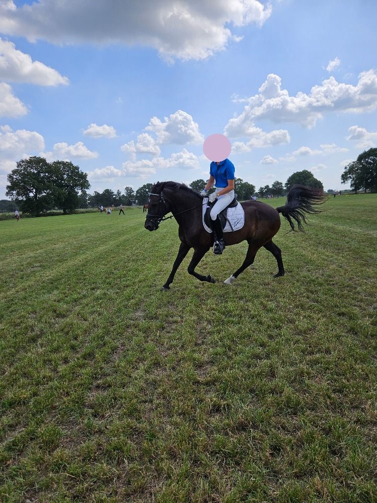 New Forest dressuurpony Ruin 18 jaar Zwart te koop - Foto 4