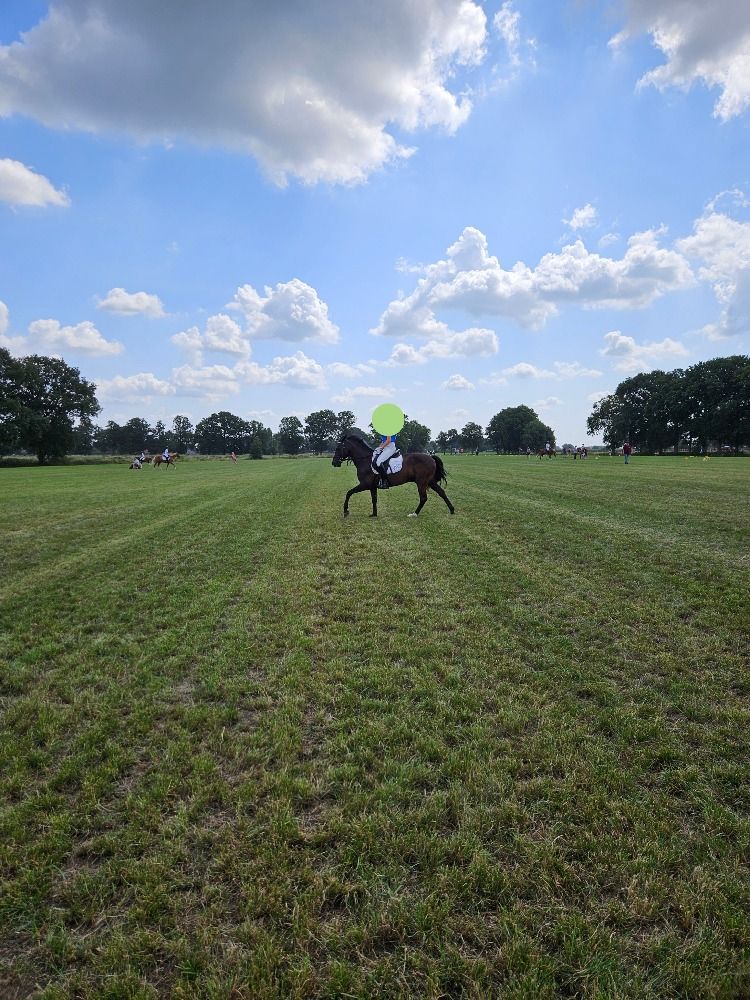 New Forest dressuurpony Ruin 18 jaar Zwart te koop - Foto 2
