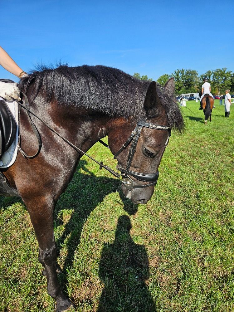 New Forest dressuurpony Ruin 18 jaar Zwart te koop - Foto 5