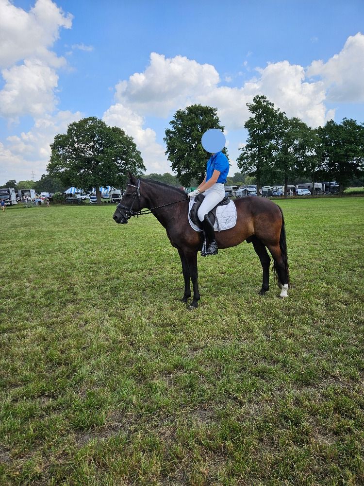 Knappe dressuur pony