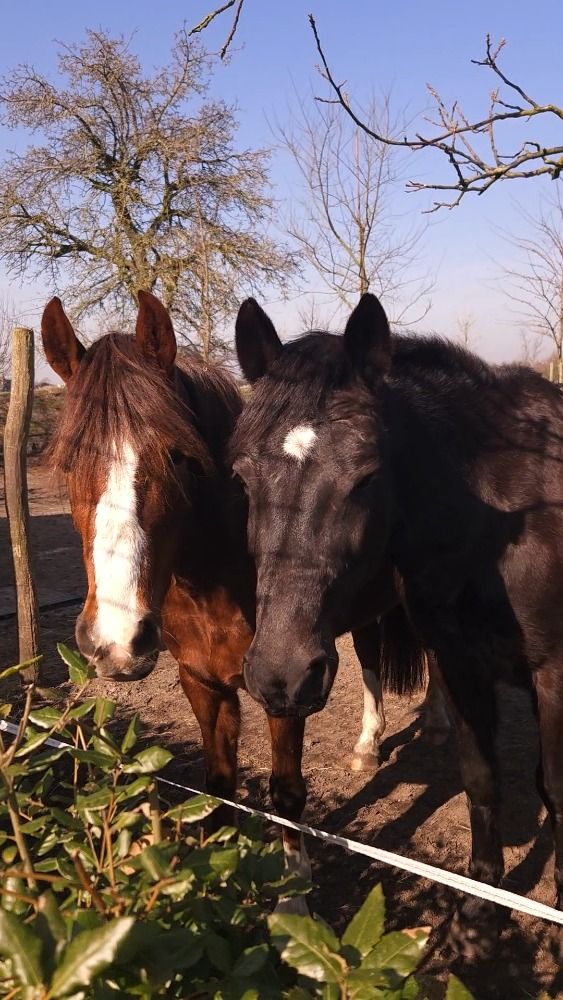 New Forest dressuurpony Ruin 18 jaar Zwart te koop - Foto 6