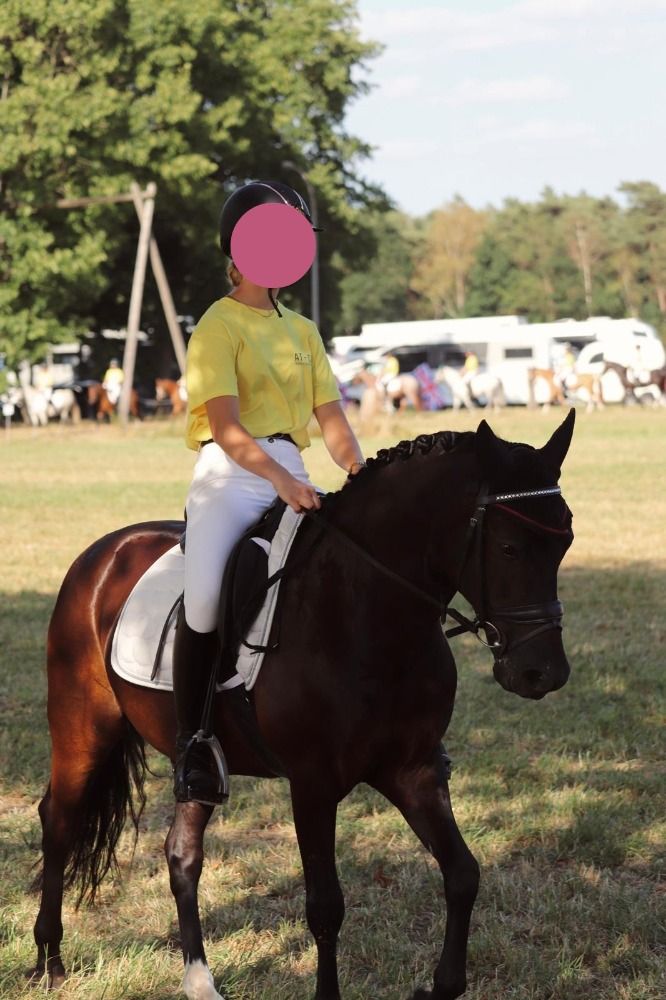 New Forest dressuurpony Ruin 18 jaar Zwart te koop - Foto 3