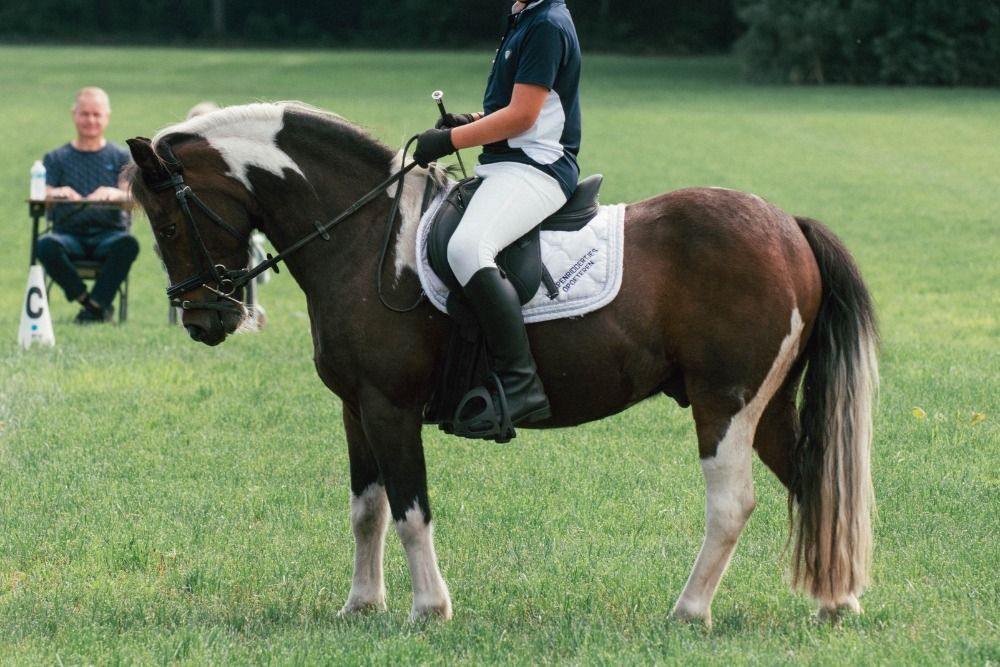 dressuurpony Ruin 13 jaar Andere te koop - Foto 6