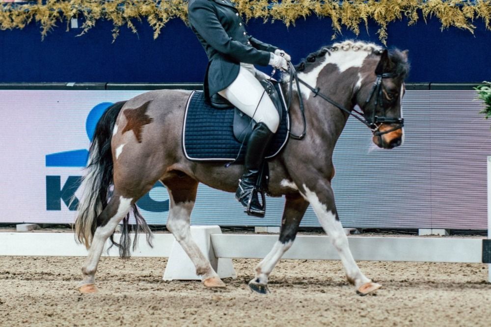 dressuurpony Ruin 13 jaar Andere te koop - Foto 2