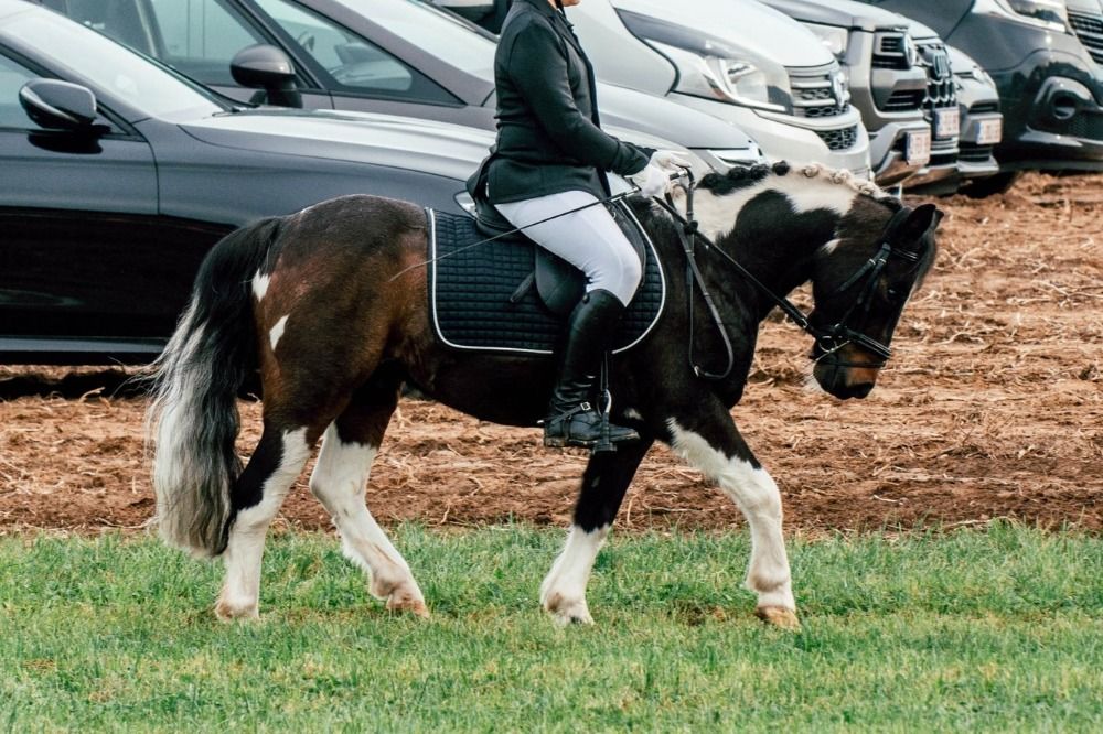 dressuurpony Ruin 13 jaar Andere te koop - Foto 5