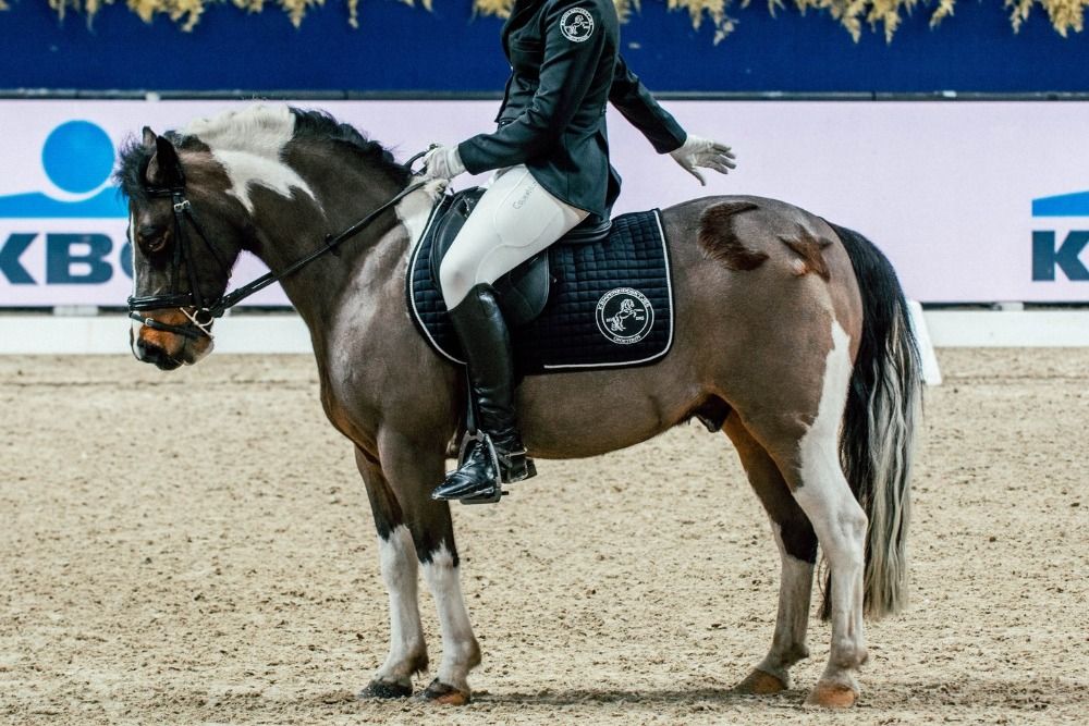 Knappe bonte B-sportpony met ervaring