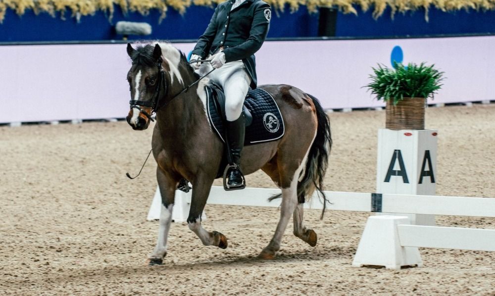 dressuurpony Ruin 13 jaar Andere te koop - Foto 4