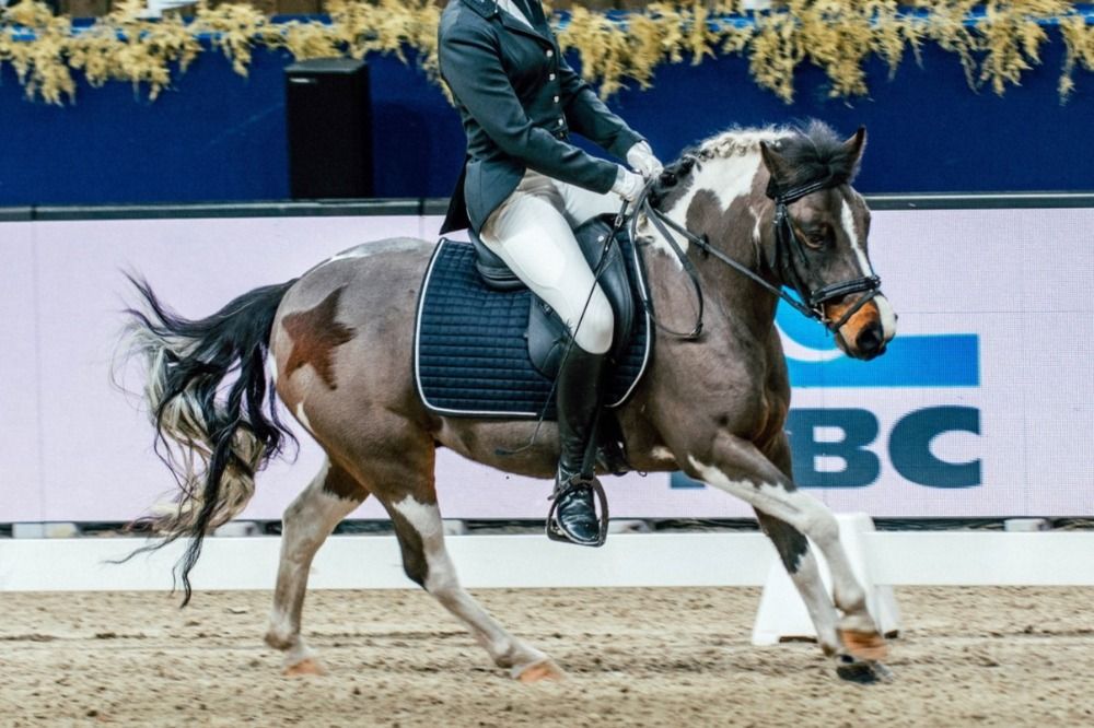 dressuurpony Ruin 13 jaar Andere te koop - Foto 3