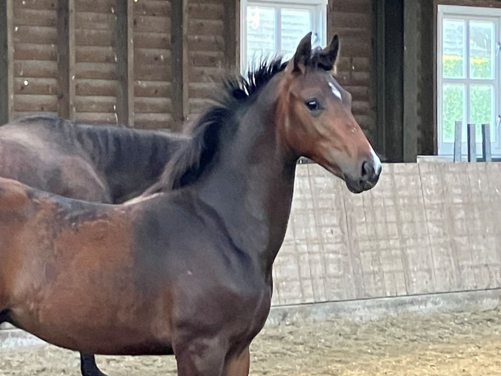 KWPN dressuurpaard Hengst Bruin te koop - Foto 2