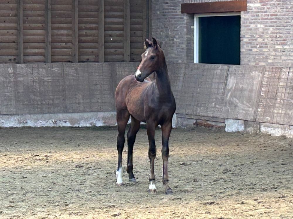 KWPN dressuurpaard Hengst Bruin te koop - Hoofdfoto