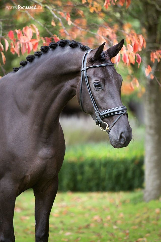 Zeer fijn mooi leerpaard te koop