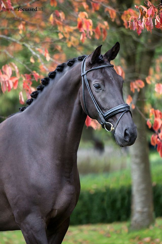KWPN dressuurpaard Merrie 11 jaar Zwart te koop - Foto 2