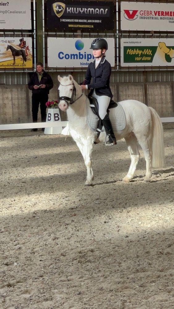 Brave vlotte B pony dressuur springen Bixie