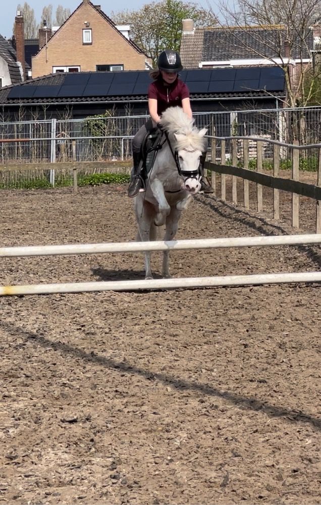 Appaloosa pony allround-pony Ruin 9 jaar Schimmel te koop - Foto 3