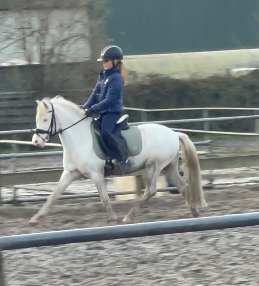 Appaloosa pony allround-pony Ruin 9 jaar Schimmel te koop - Foto 2