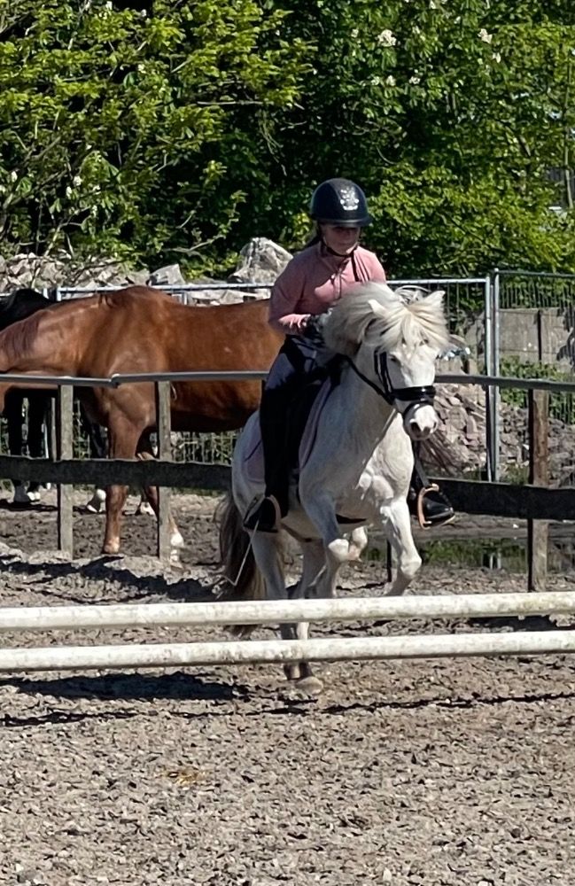 Appaloosa pony allround-pony Ruin 9 jaar Schimmel te koop - Foto 4