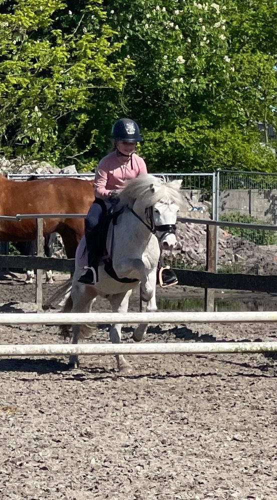 Appaloosa pony allround-pony Ruin 9 jaar Schimmel te koop - Foto 6