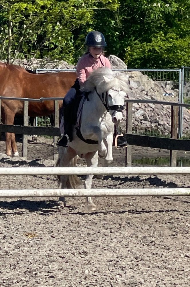 Appaloosa pony allround-pony Ruin 9 jaar Schimmel te koop - Foto 5