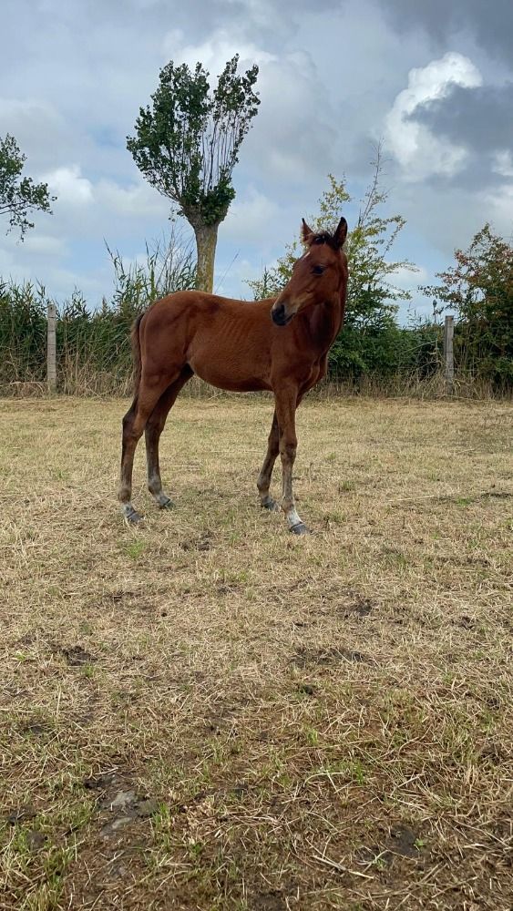 Zangersheide springpaard Hengst for sale - Main photo