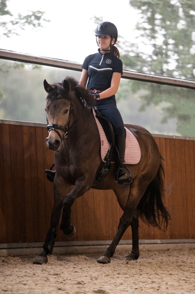 New Forest allround-pony Merrie 7 years old Andere for sale - Photo 6