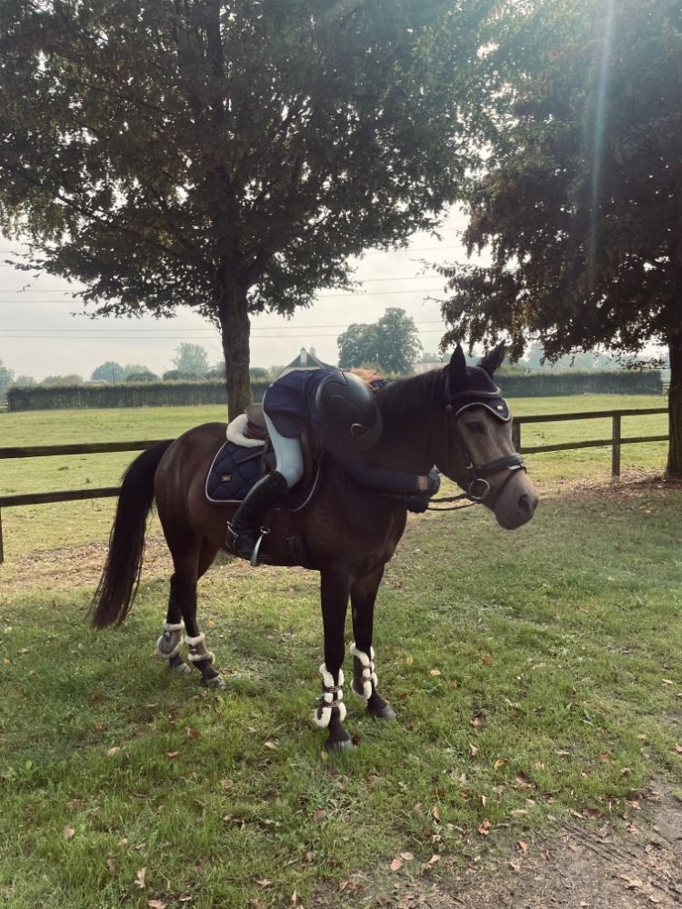 New Forest allround-pony Merrie 7 years old Andere for sale - Photo 5