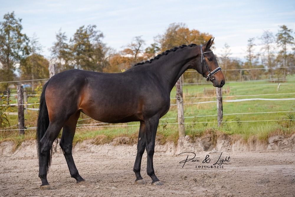 KWPN dressuurpaard Merrie 4 Jahre alt Donkerbruin zu verkaufen - Foto 2