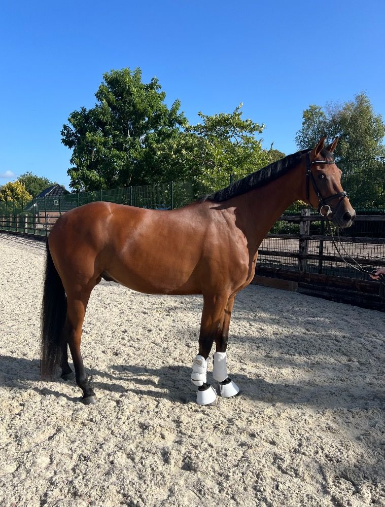 Oldenburg dressuurpaard Ruin 3 jaar Bruin te koop - Foto 3