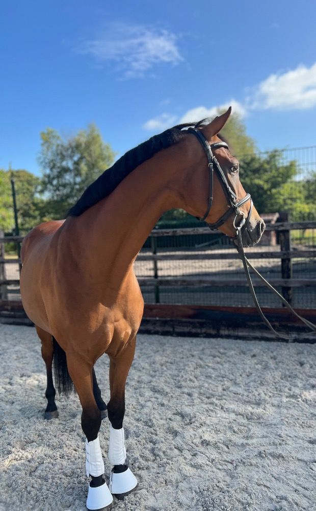Oldenburg dressuurpaard Ruin 3 jaar Bruin te koop - Foto 2