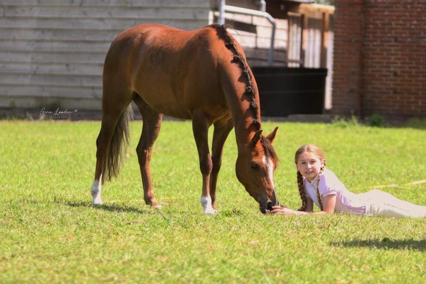welsh dressuurpony merrie 8 歳 vos 売り出し中 - 写真 2