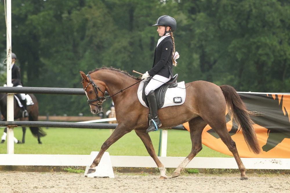 welsh dressuurpony merrie 8 歳 vos 売り出し中 - 写真 4