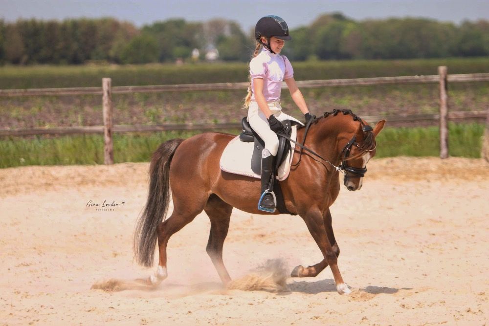 welsh dressuurpony merrie 8 歳 vos 売り出し中 - 写真 3