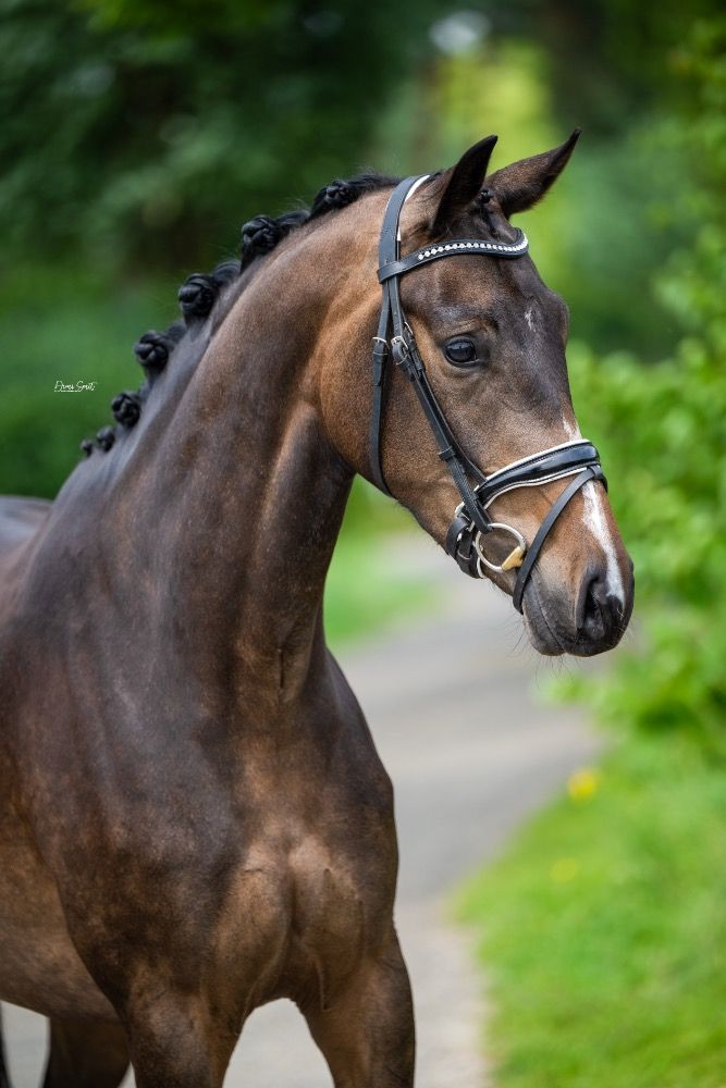 Ander stamboek dressuurpaard Merrie 3 ans Bruin à vendre - Photo 3