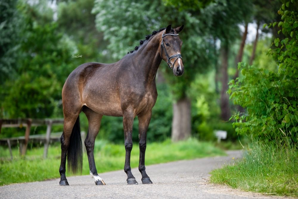 Ander stamboek dressuurpaard Merrie 3 ans Bruin à vendre - Photo 2
