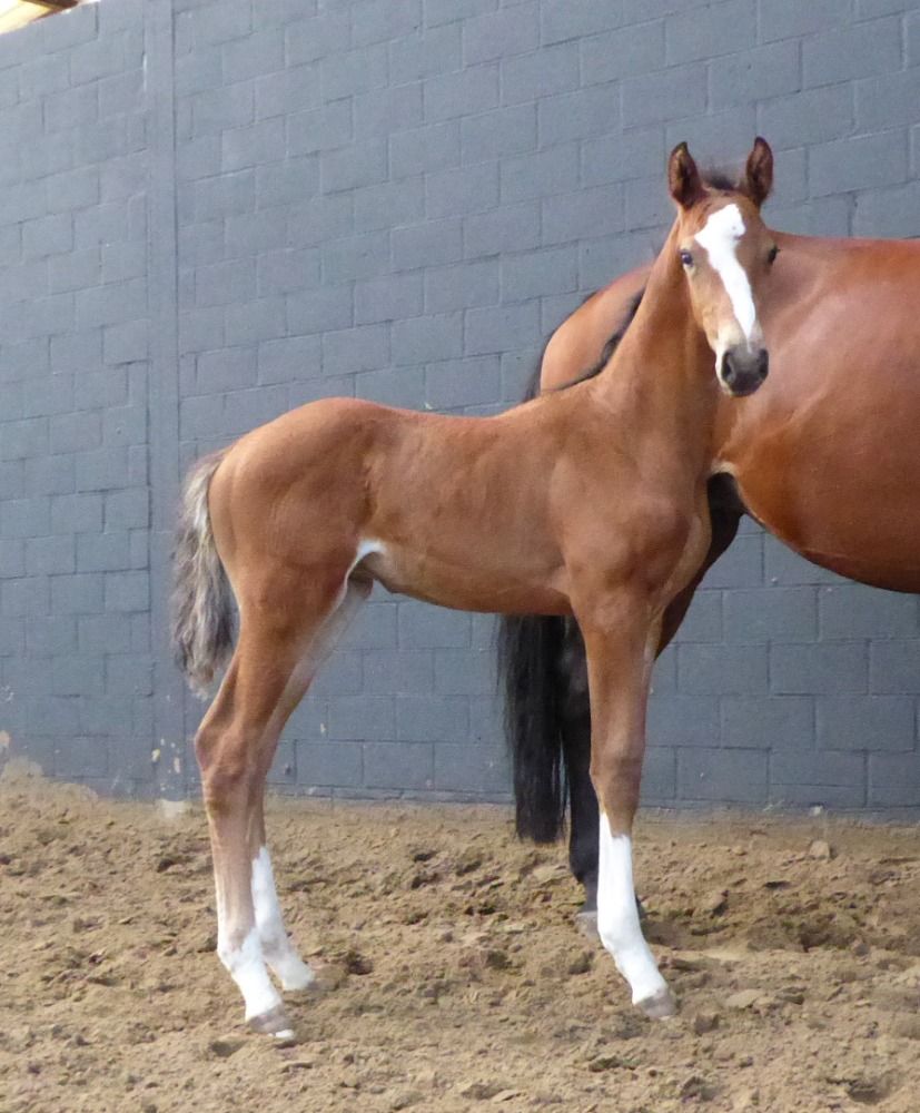 springpaard Hengst Bruin te koop - Hoofdfoto