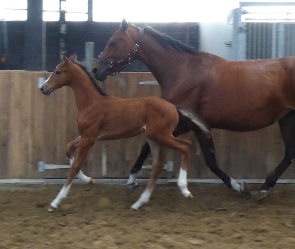 springpaard Hengst Bruin te koop - Foto 3