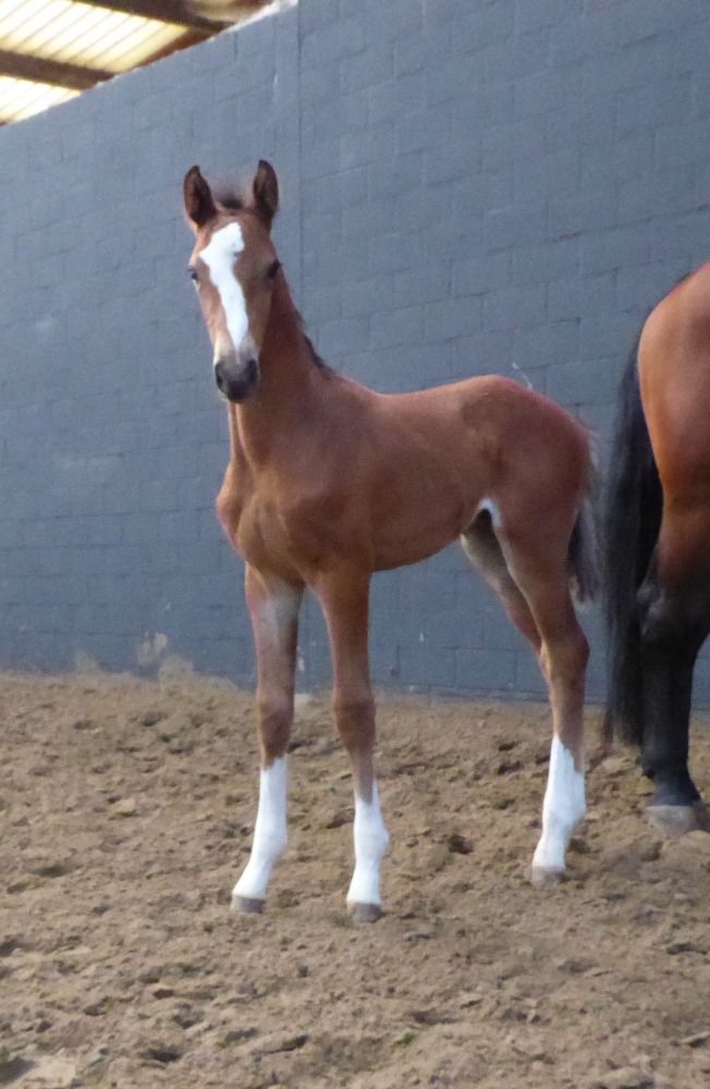 springpaard Hengst Bruin te koop - Foto 2