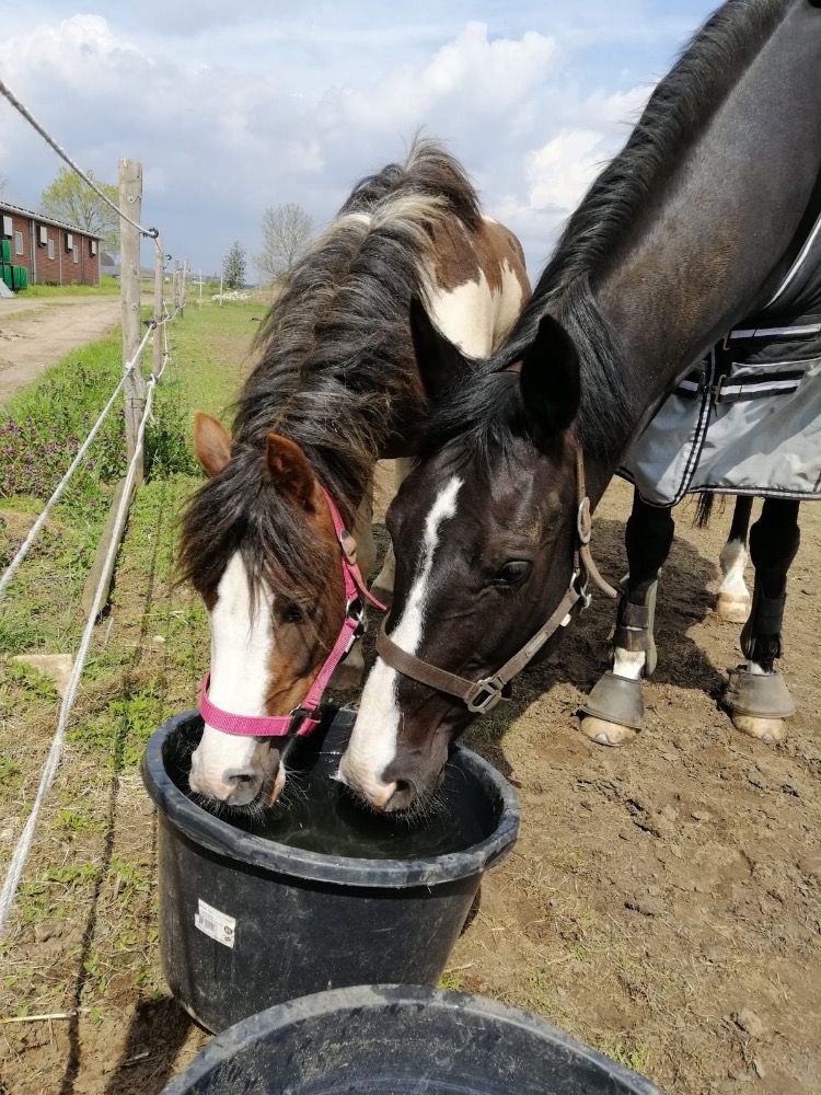 KWPN dressuurpaard Merrie 15 jaar Zwart te koop - Foto 6
