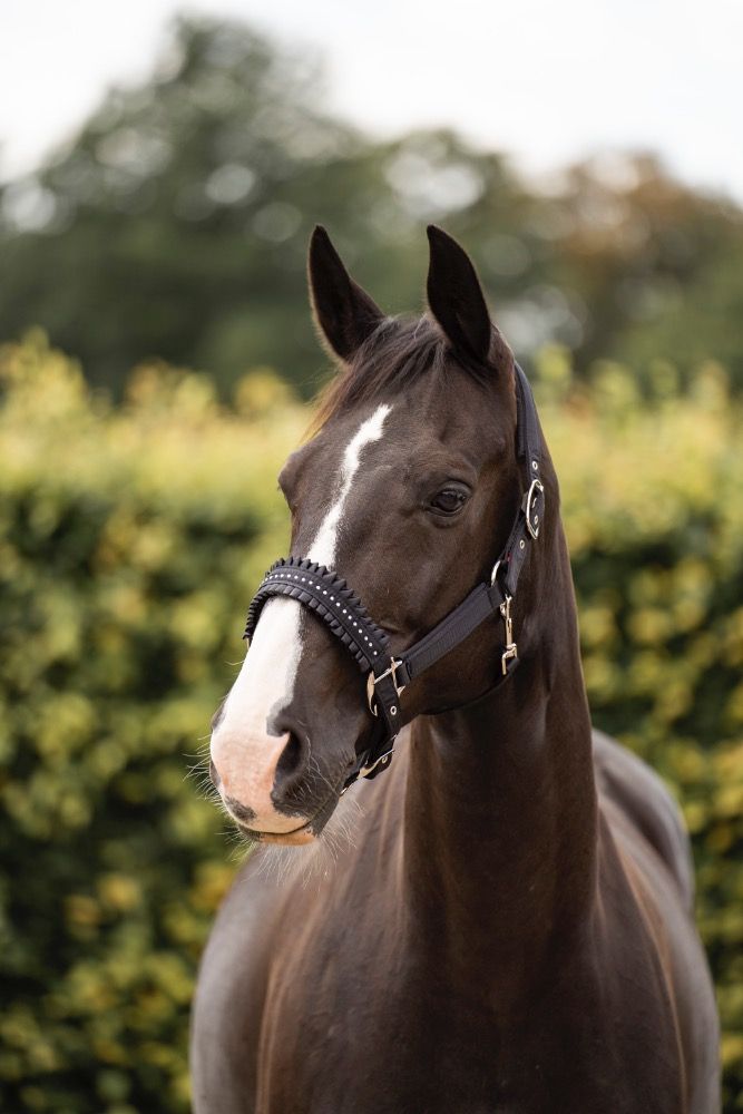 KWPN dressuurpaard Merrie 15 jaar Zwart te koop - Foto 2