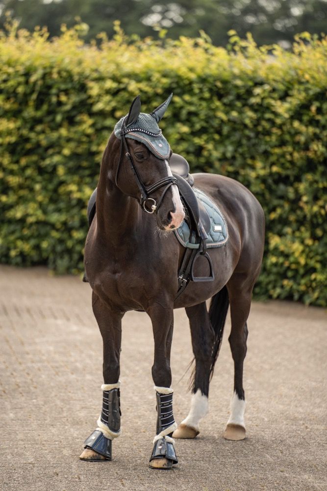KWPN dressuurpaard Merrie 15 jaar Zwart te koop - Foto 4