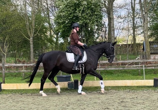 KWPN dressuurpaard Merrie 15 jaar Zwart te koop - Foto 3