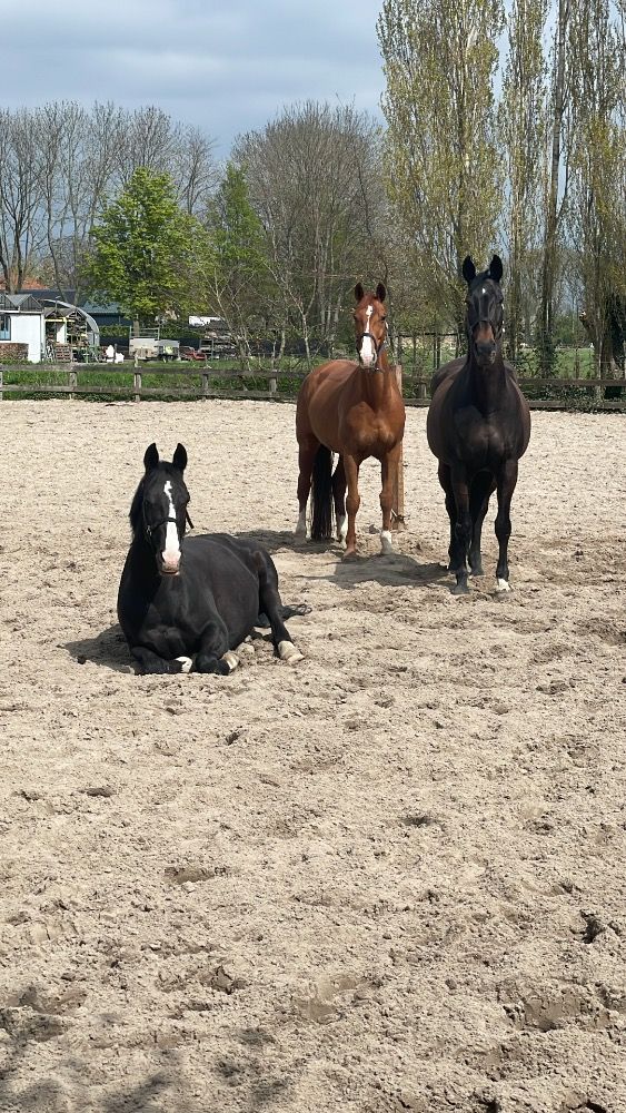 KWPN dressuurpaard Merrie 15 jaar Zwart te koop - Foto 5