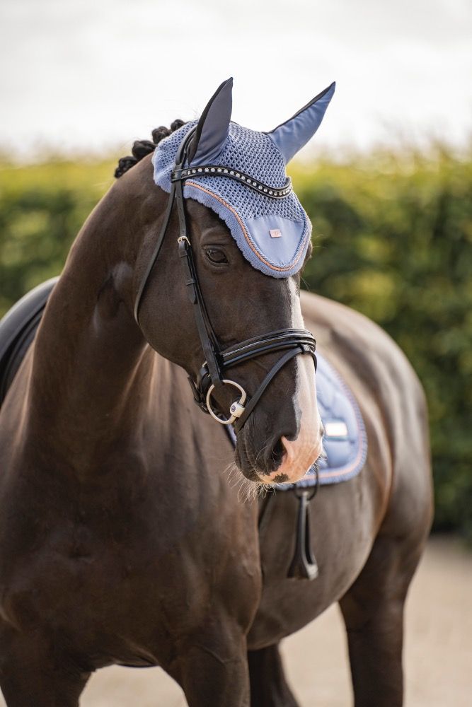 KWPN dressuurpaard Merrie 15 jaar Zwart te koop - Hoofdfoto