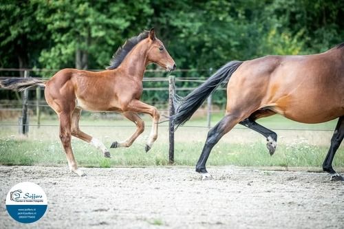 kwpn dressuurpaard merrie 11 år bruin til salg - Foto 6