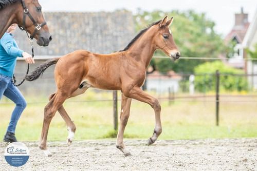 kwpn dressuurpaard merrie 11 år bruin til salg - Foto 5