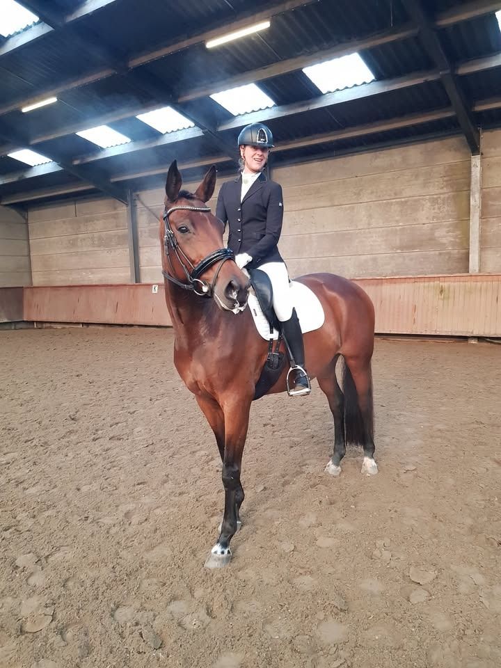 kwpn dressuurpaard merrie 11 år bruin til salg - Foto 3